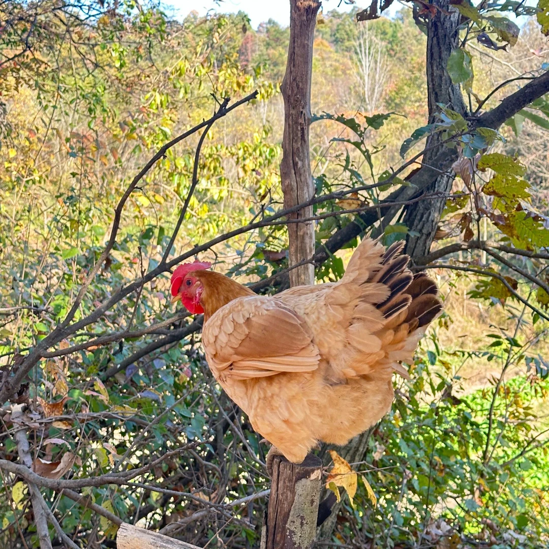 农家散养粮食土鸡山林散养跑山鸡生鲜冷链