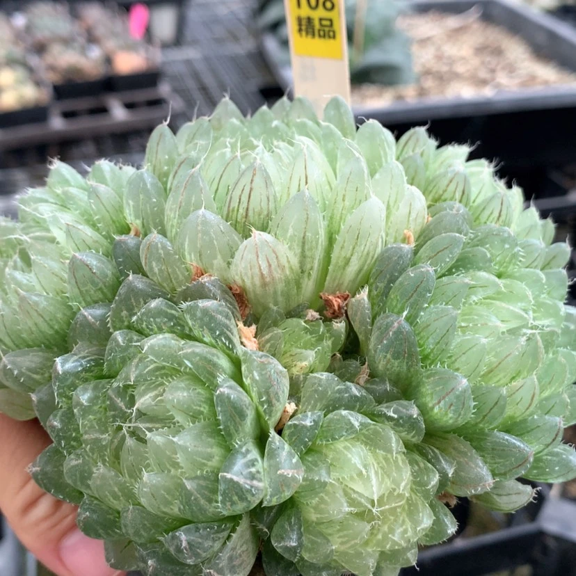 【闪购商品】108翠云