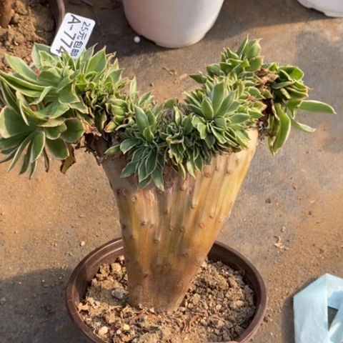 774大叶绿玫瑰锦缀满25包邮多肉