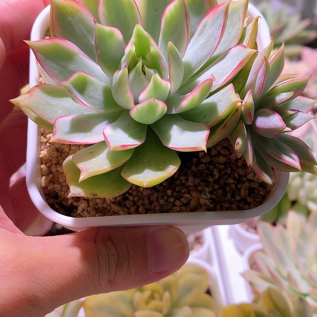 宝莲灯锦多肉植物老桩