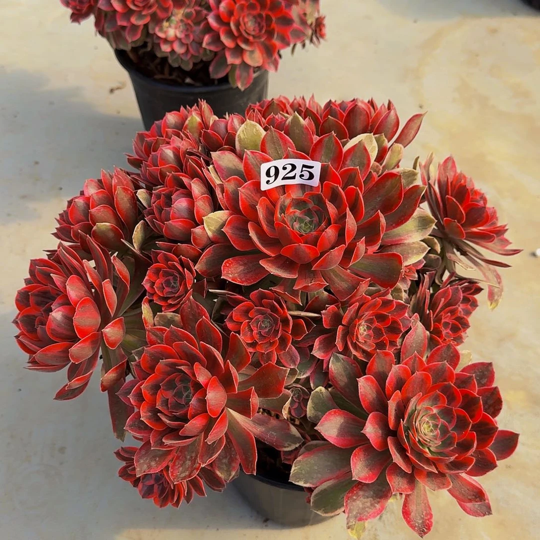 肉*君925焕纱法师锦有断枝福利价福利出