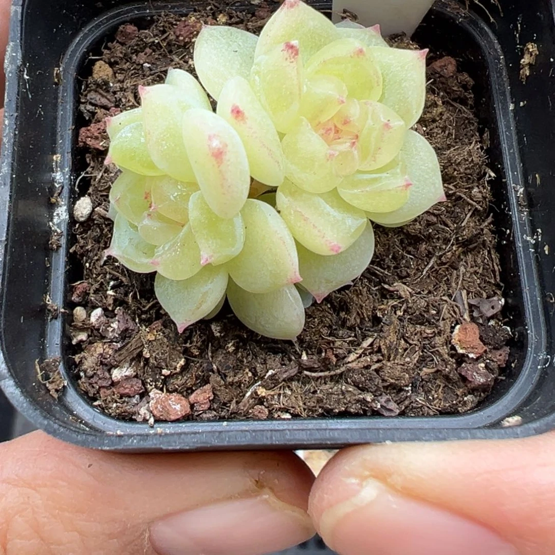 923号财富密码8888双头带两崽