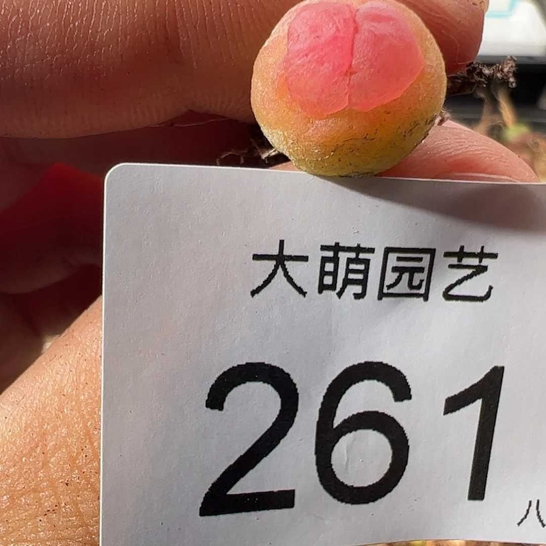 0000261 一物一拍……