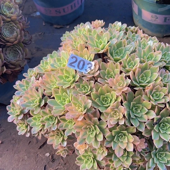 野***天多肉植物一个甜茶
