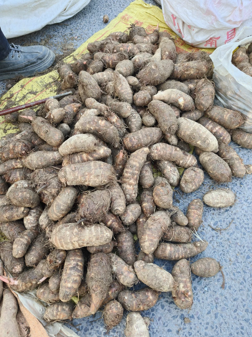 广昌本地农家粉芋子