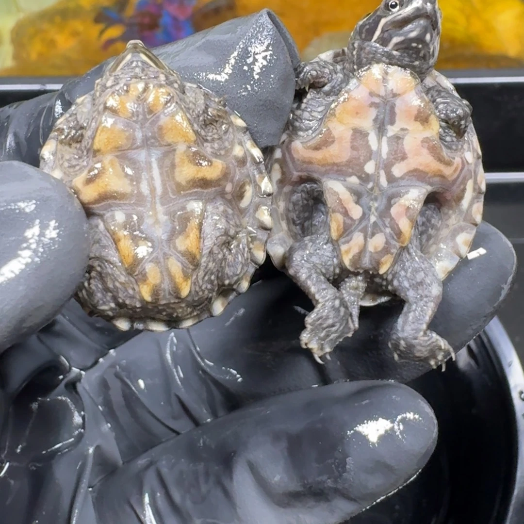 蛋龟不分公母麝香