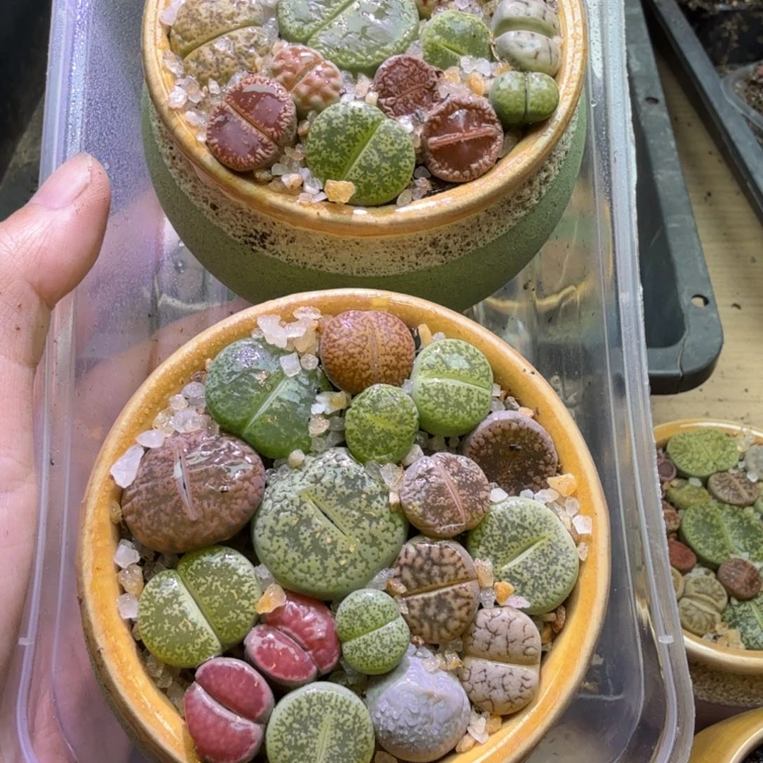 王***东多肉葡萄我来给他61