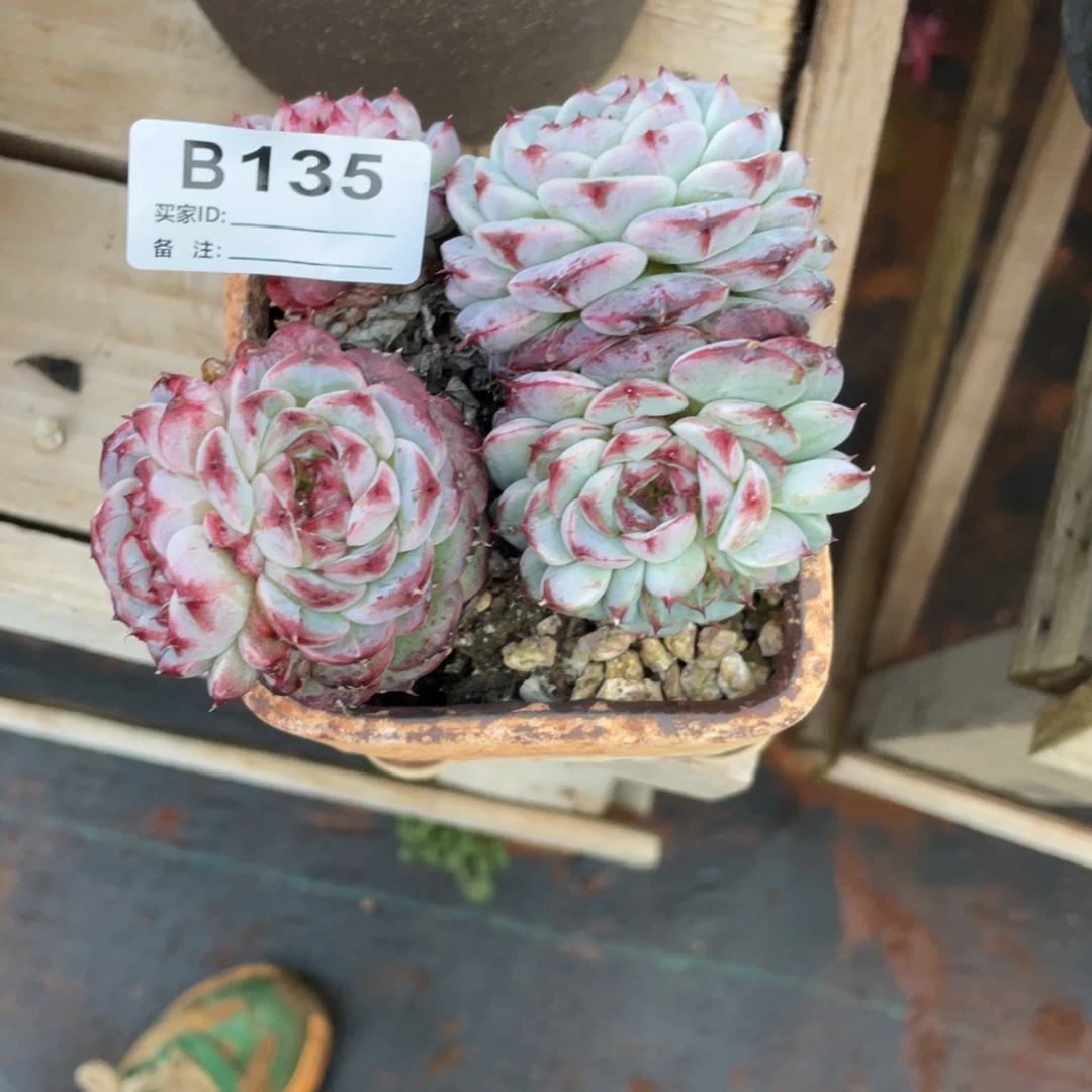 柚****无花朵若如东云单拍B135