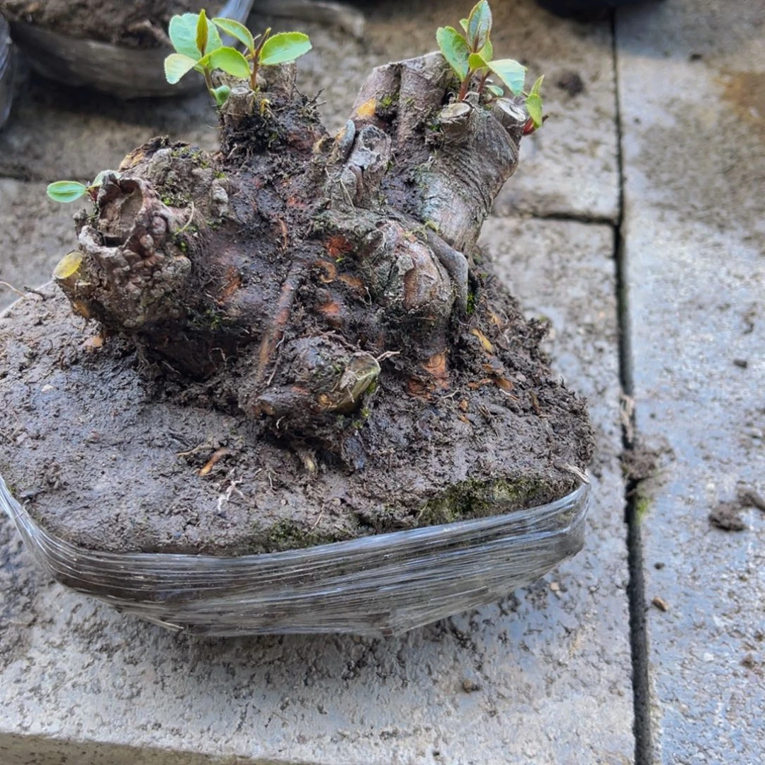 当前无花栽培后可以开花