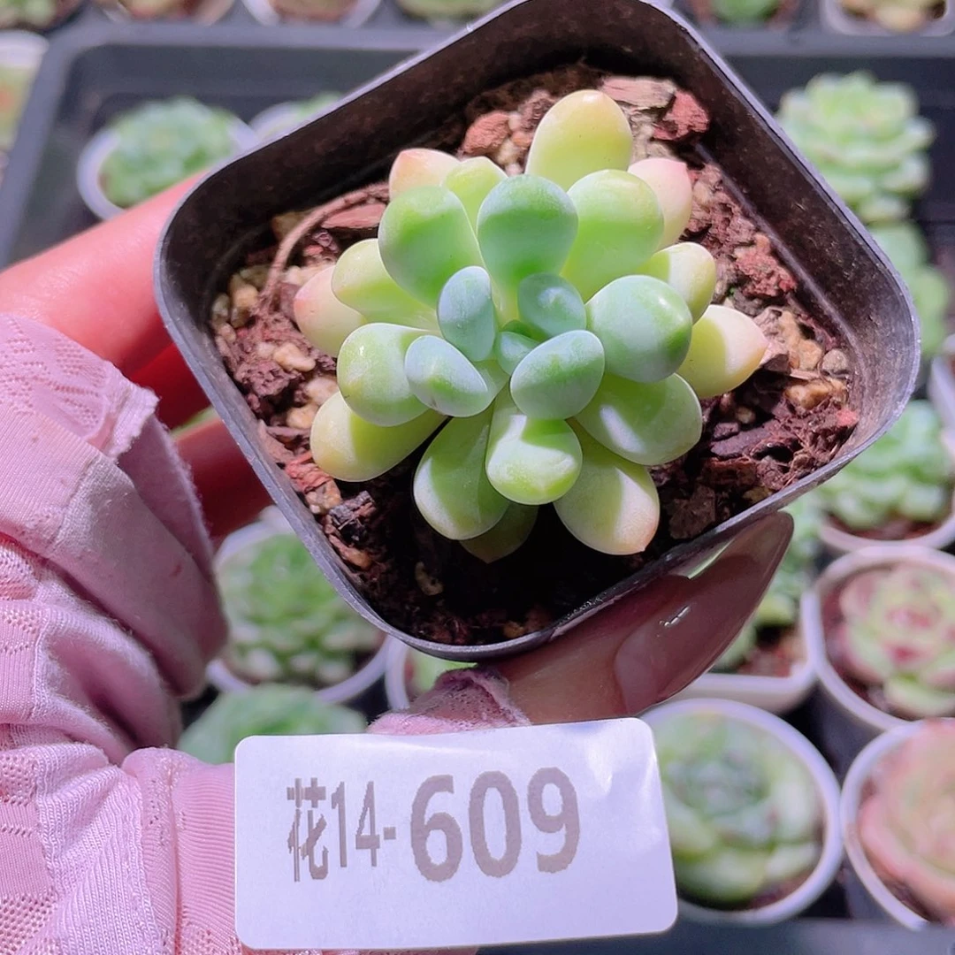花利美14-609灯美人