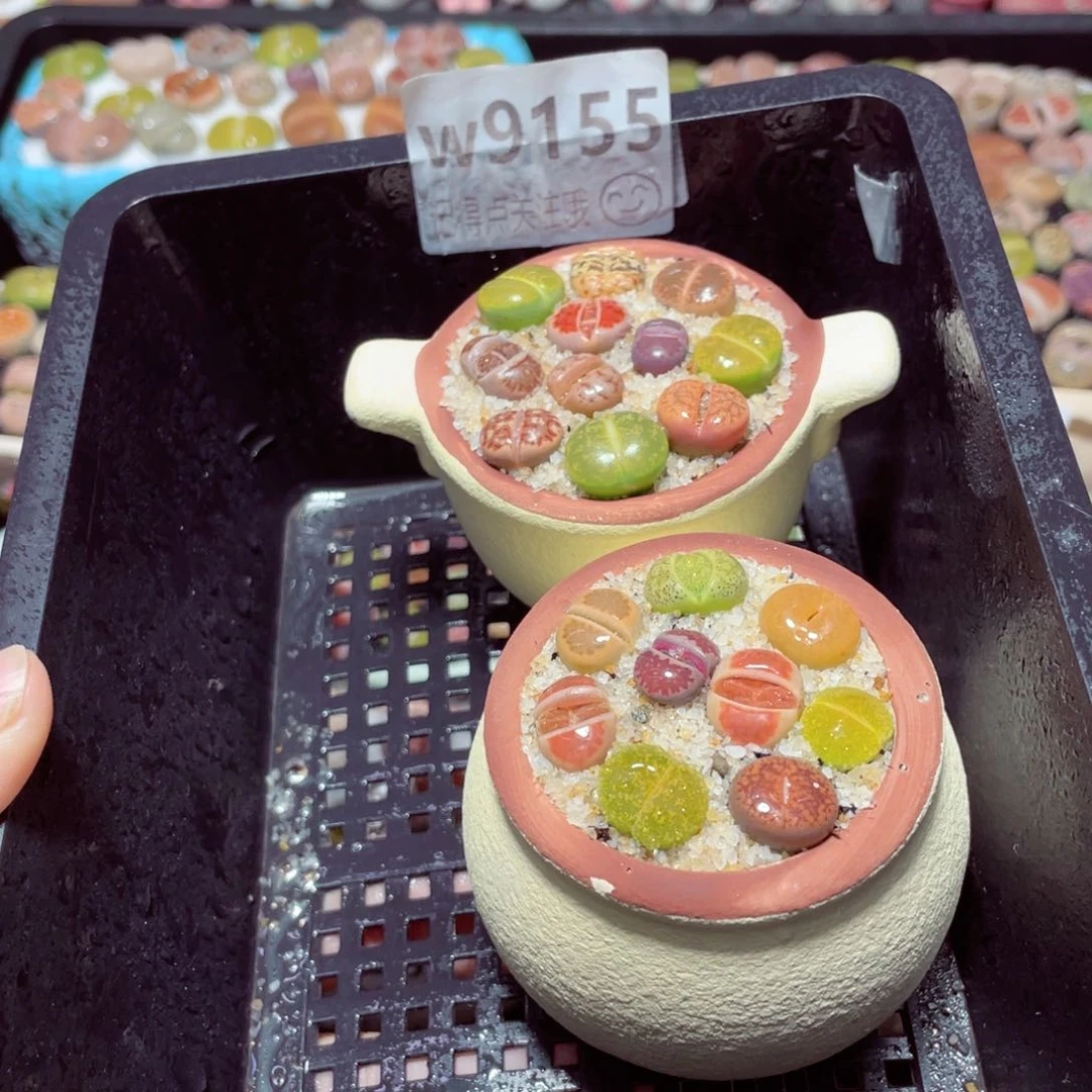 w9155一份两盆量拍