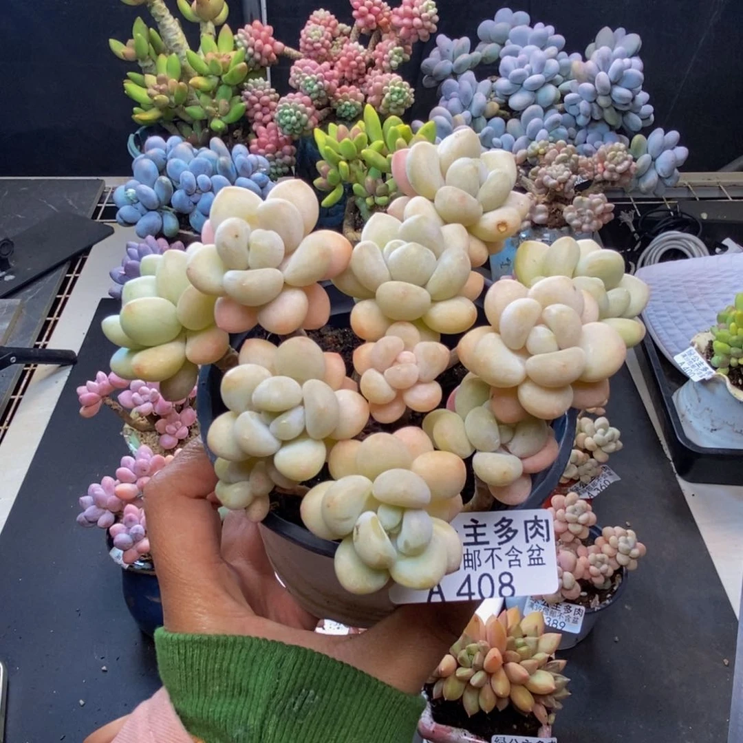 408白奶糖多肉9c m