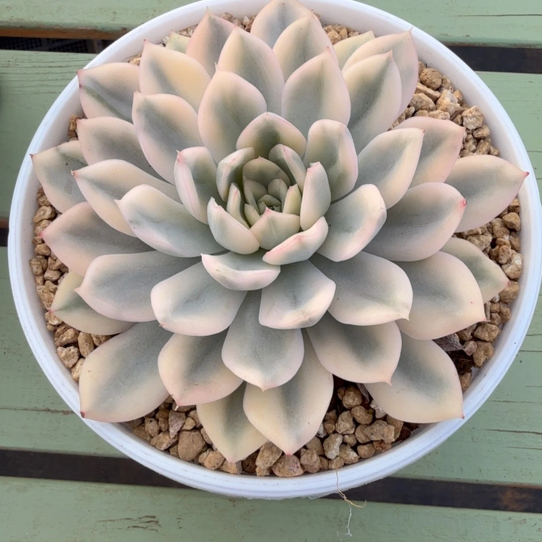 月亮仙子锦锦上园艺一物一拍