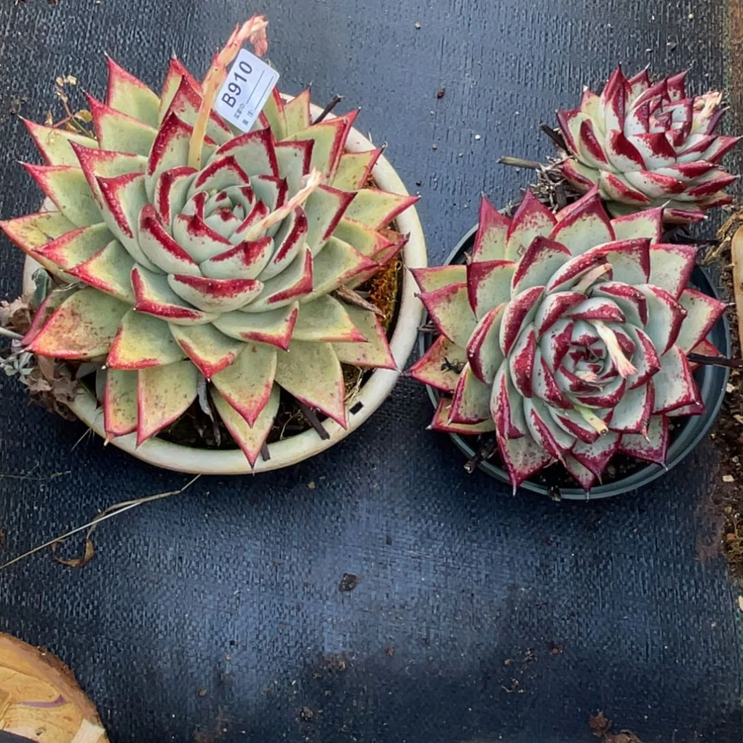 无花朵若如东云组拍B910