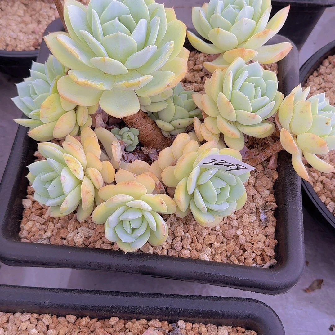 启***｝2229恋曲多肉植物