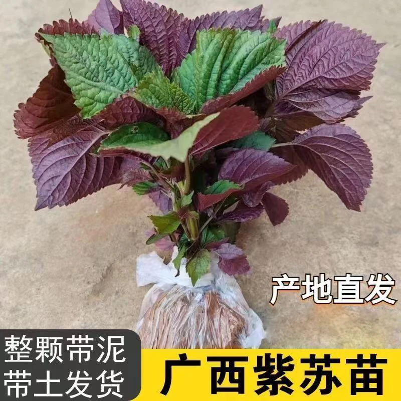 农家紫苏苗带土 现挖现发 紫苏幼苗秧 可阳台盆栽 可食用皱叶紫苏