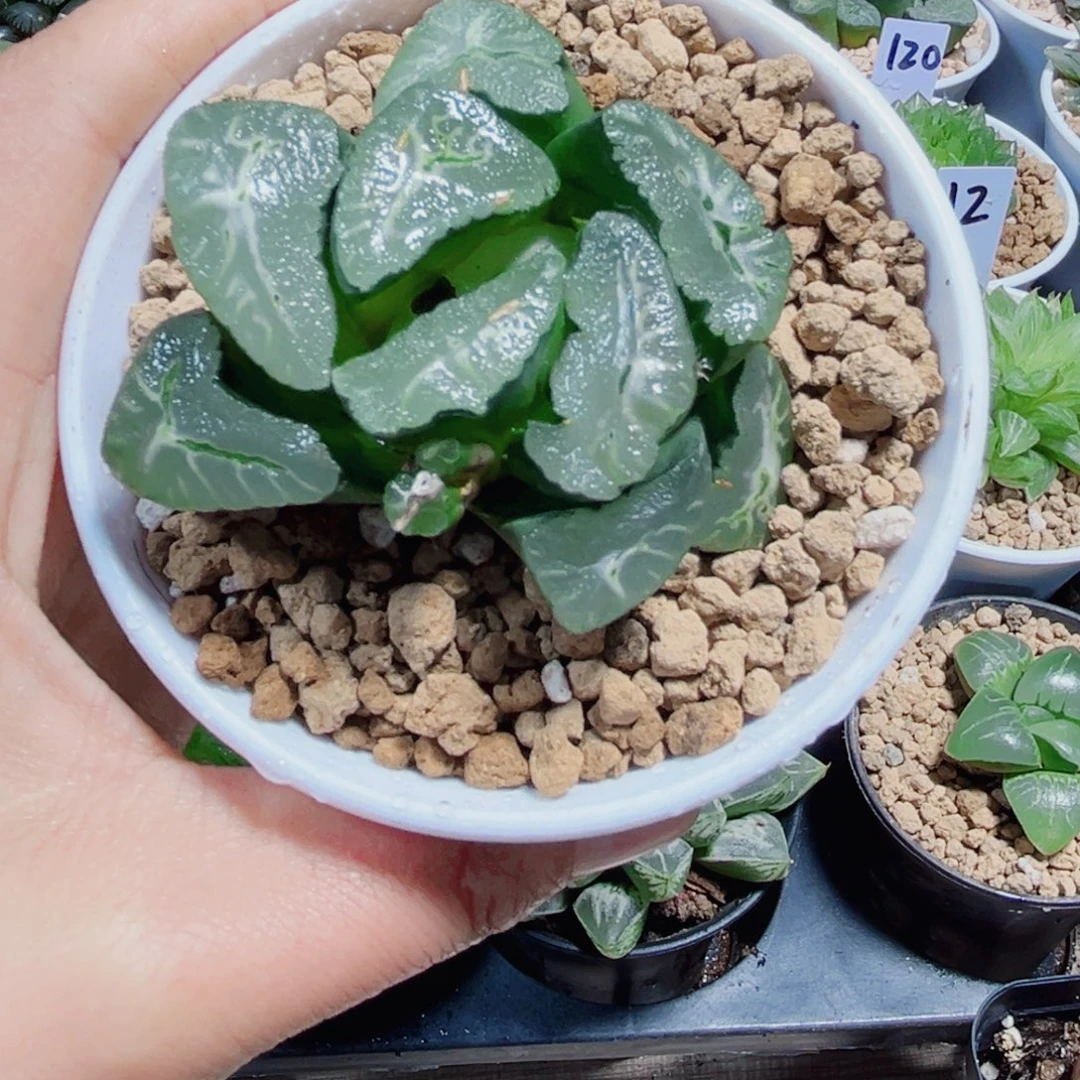 凤凰万象多肉植物666