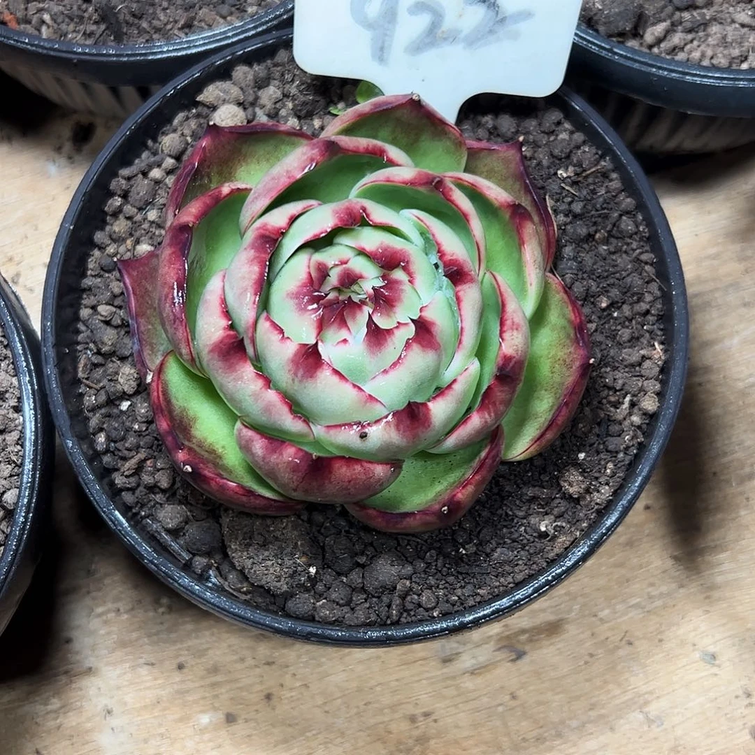 ****惊鸿仙子一物一拍922号