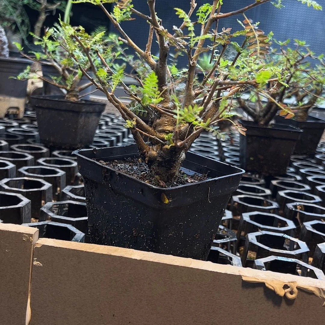 尼乐达乳香266699999999999