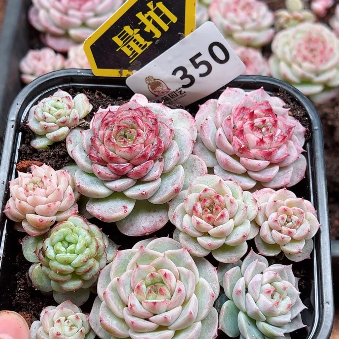 多肉植物多肉植物