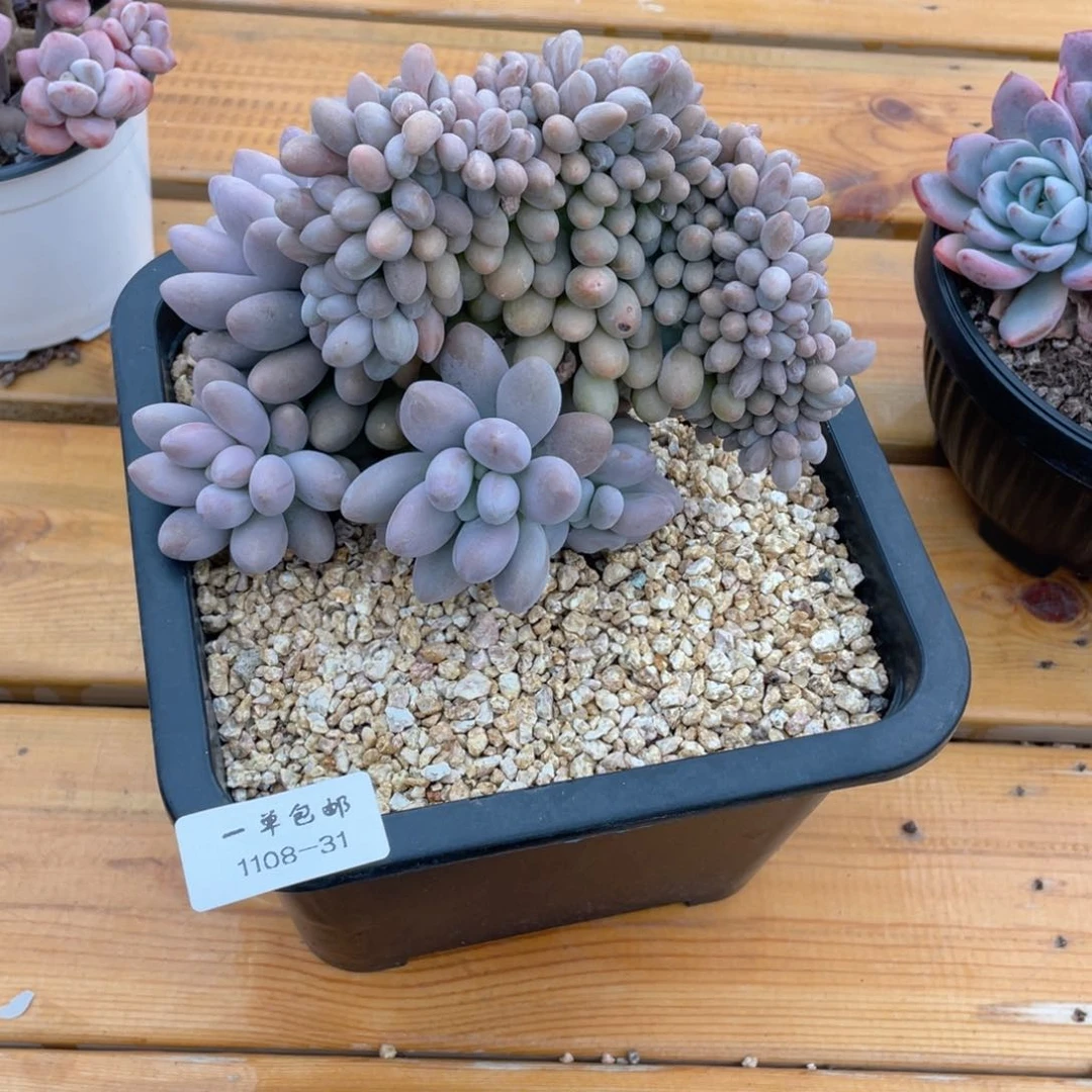 ****1108-31-汤圆缀化。。，，，，，