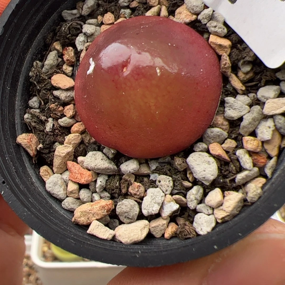 橘***儿0172号 灯泡多肉植物