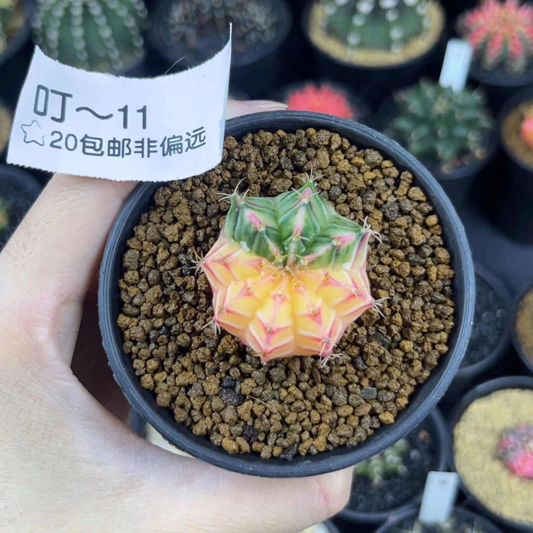 白锦粉v^^^^^^^^^^