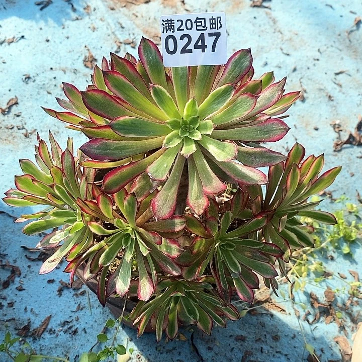 0247 一颗紫霞法师