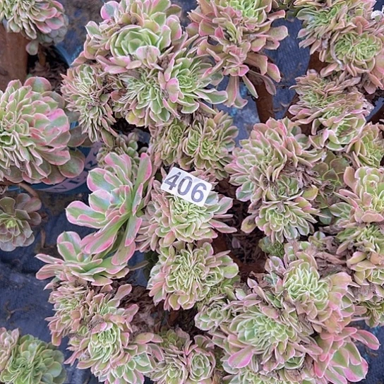 自***好多肉植物一个香非追
