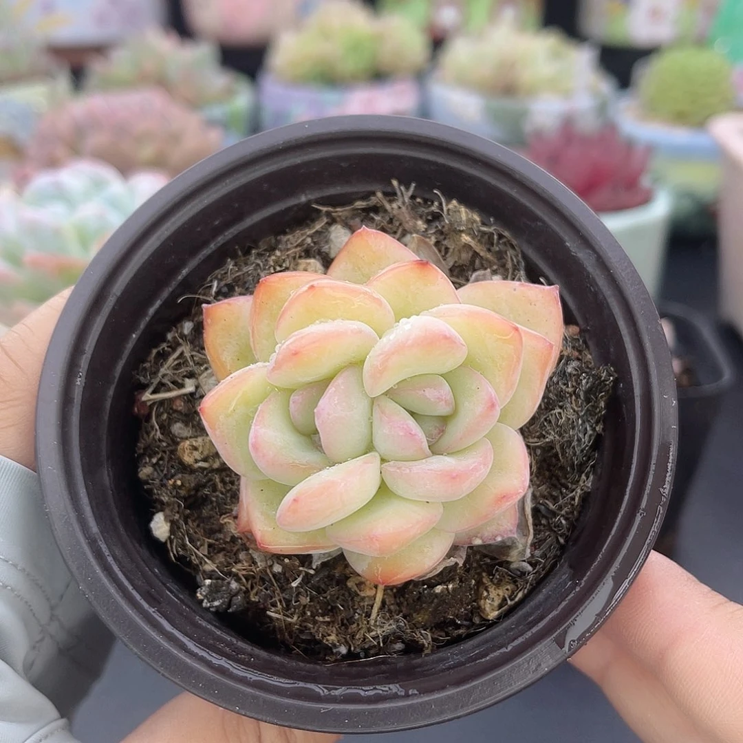 大禹多肉，238草莓泡芙