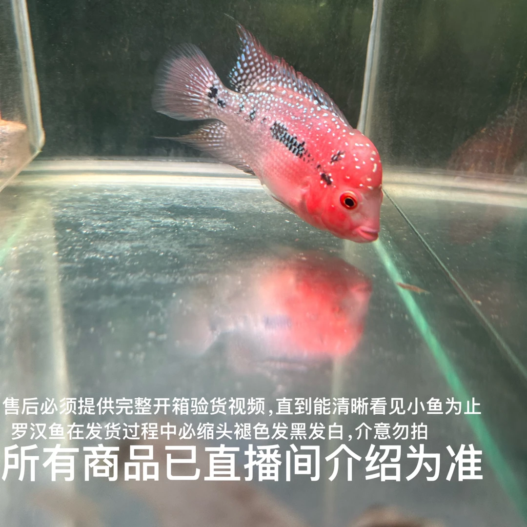 罗汉鱼小鱼热带观赏鱼活体淡水好养耐活(默认微瑕介意勿拍)