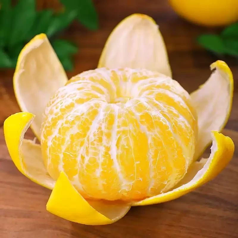 【淘沙红】福建黄金葡萄柚爆汁单果净重350g-600g（4-12个左右）