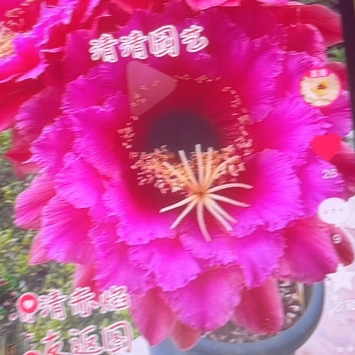 清清赤焰根瑕疵仙人球