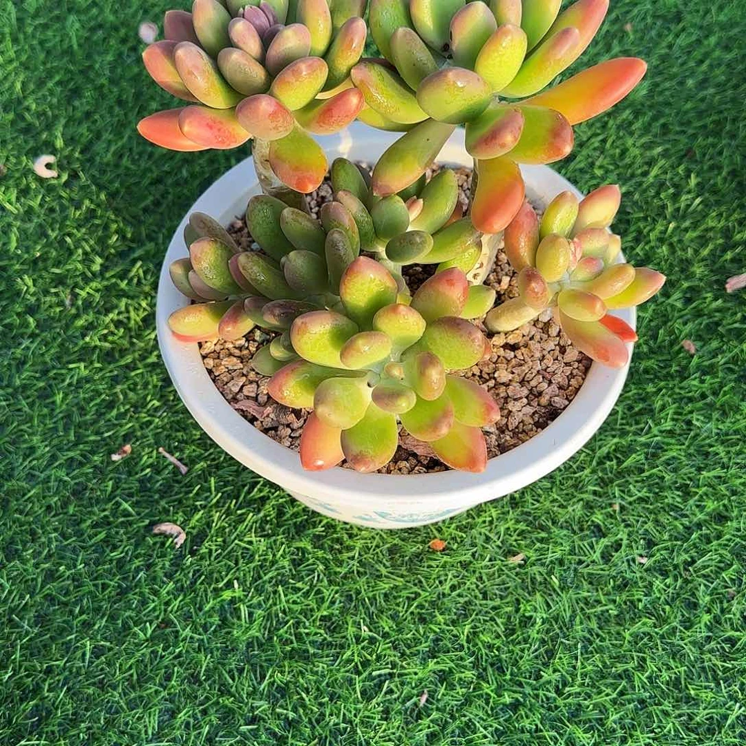 小小弟精品多肉金芒