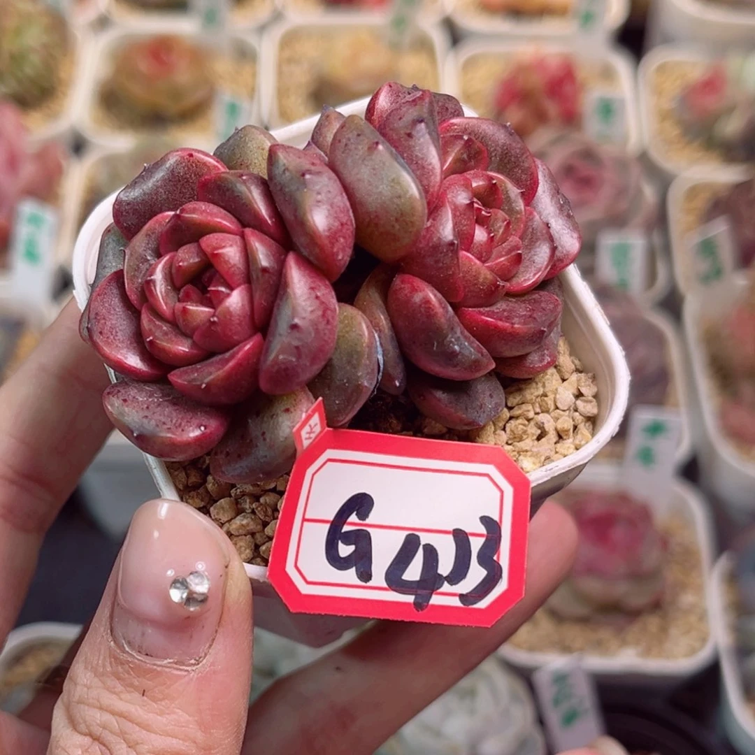 G413 巧芯玫瑰一物一拍