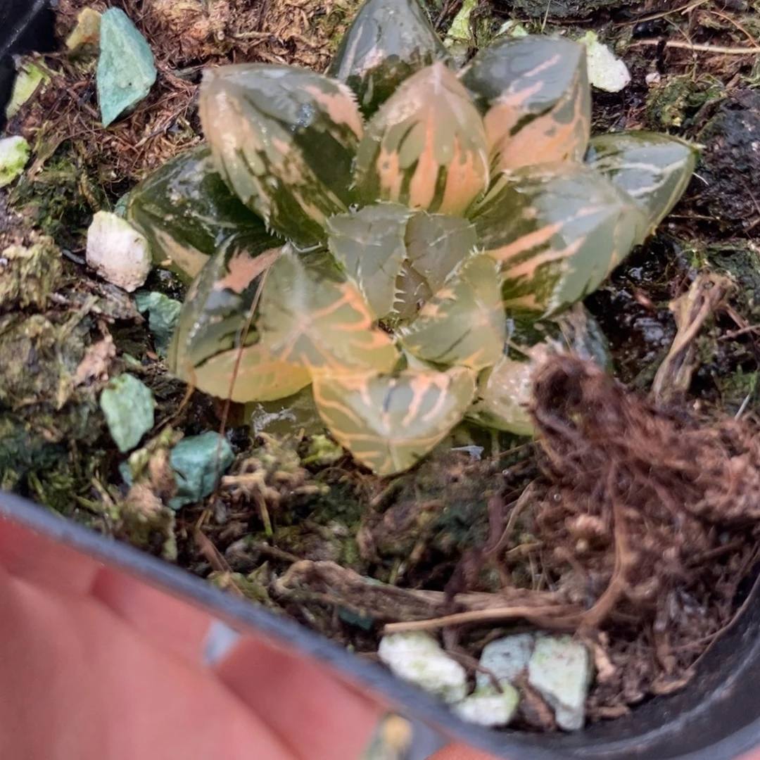 25赤斑玉扇一物一拍