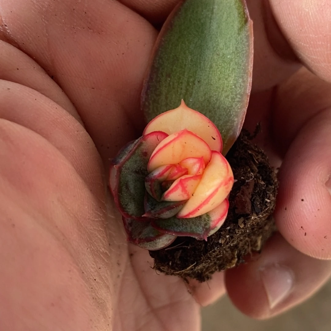 麒麟座锦  小方花圃一物一拍