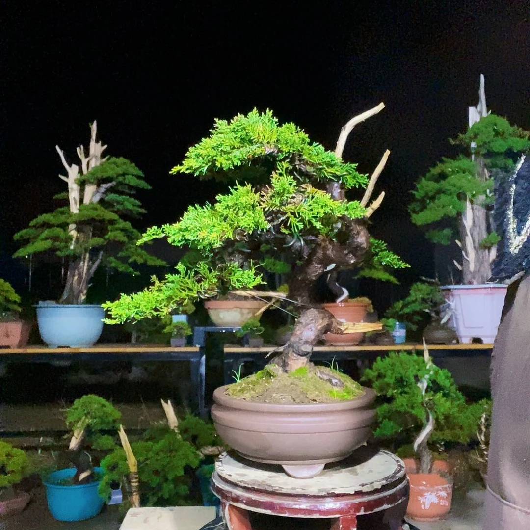 夜***灯无花朵柏111111111