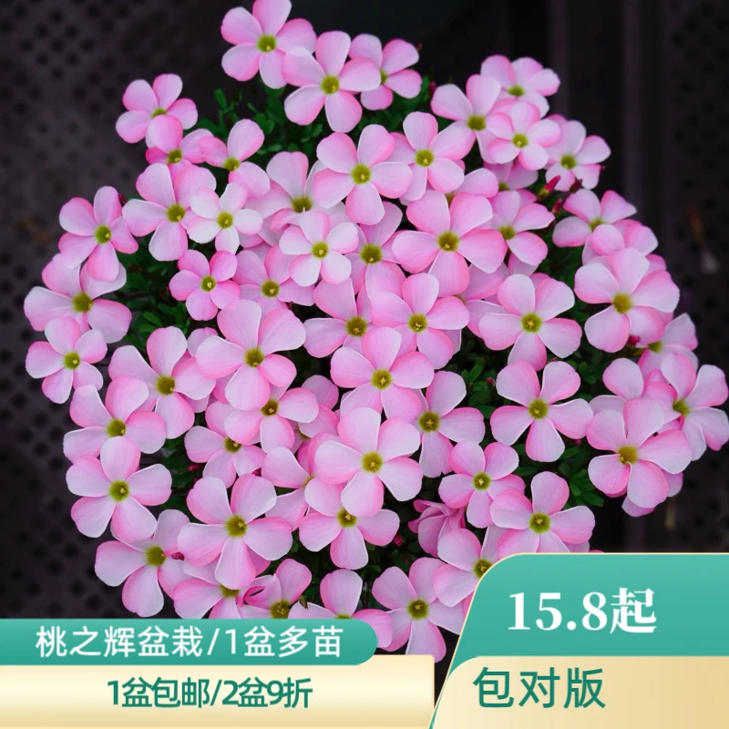 上上花田 酢浆草花苗 【桃之辉系列】粉白桃之辉冰莹桃之辉喜欢阳光