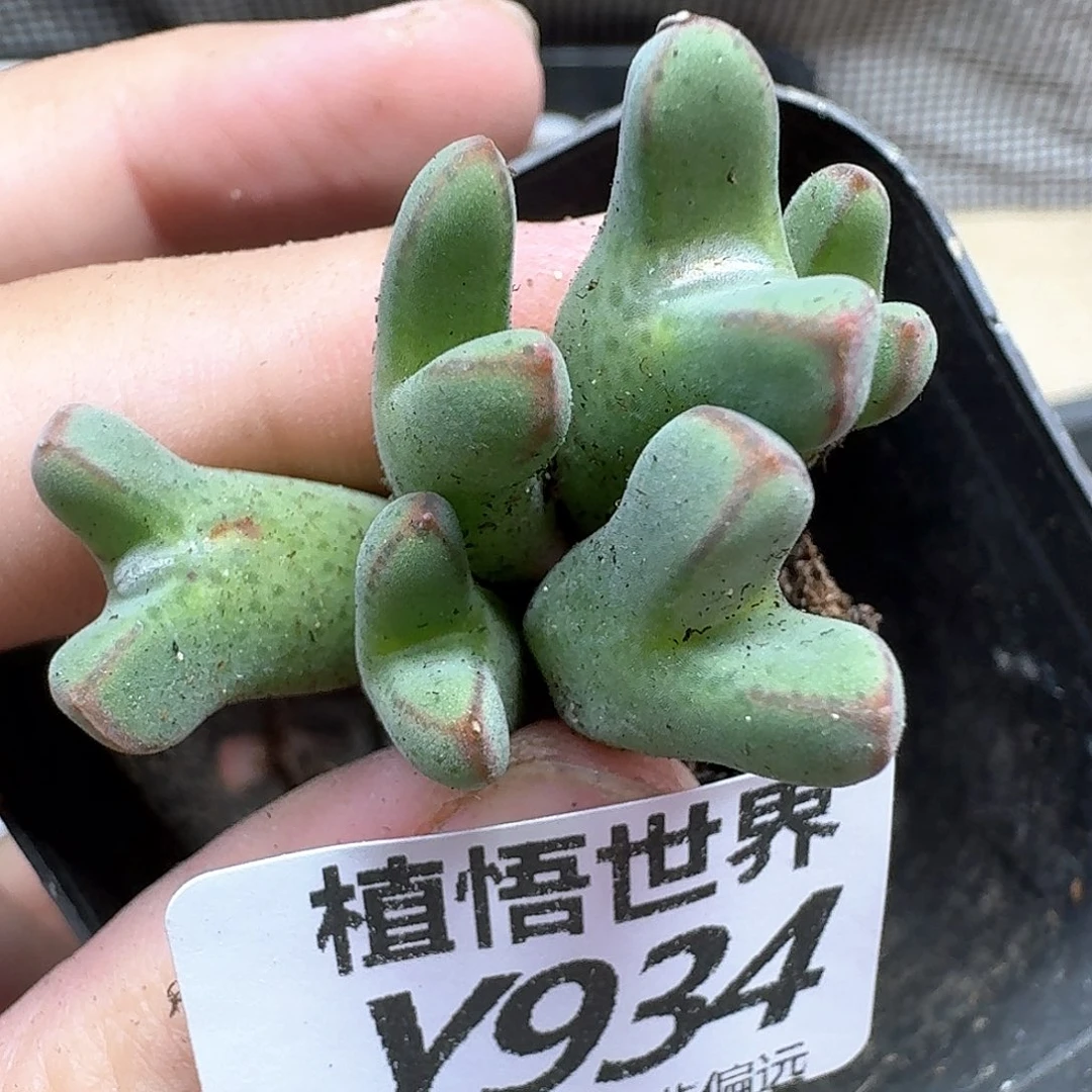 多肉植物的日子去df