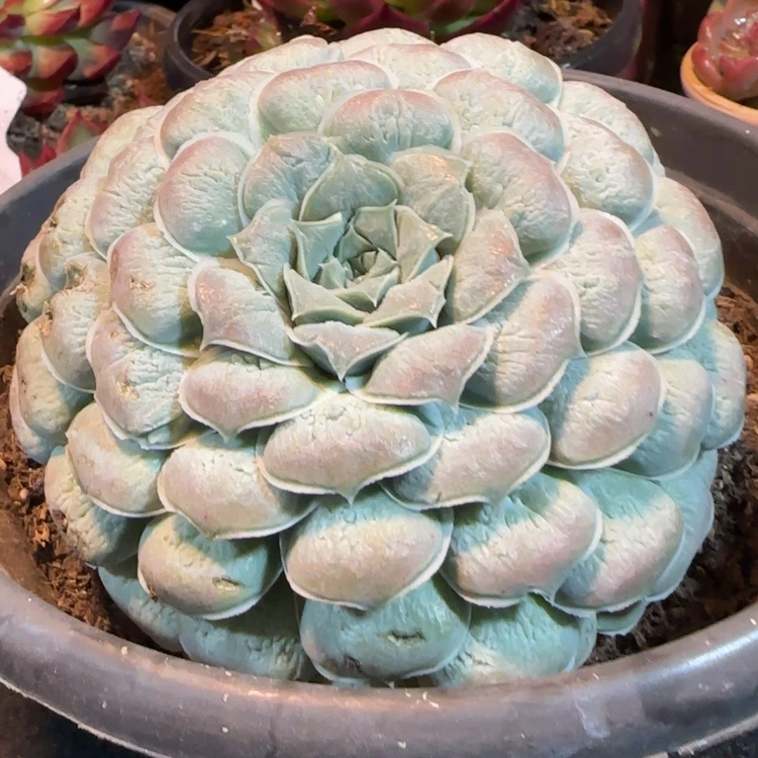 瘤系叠叶有微瑕一物一拍包装收缩花旱