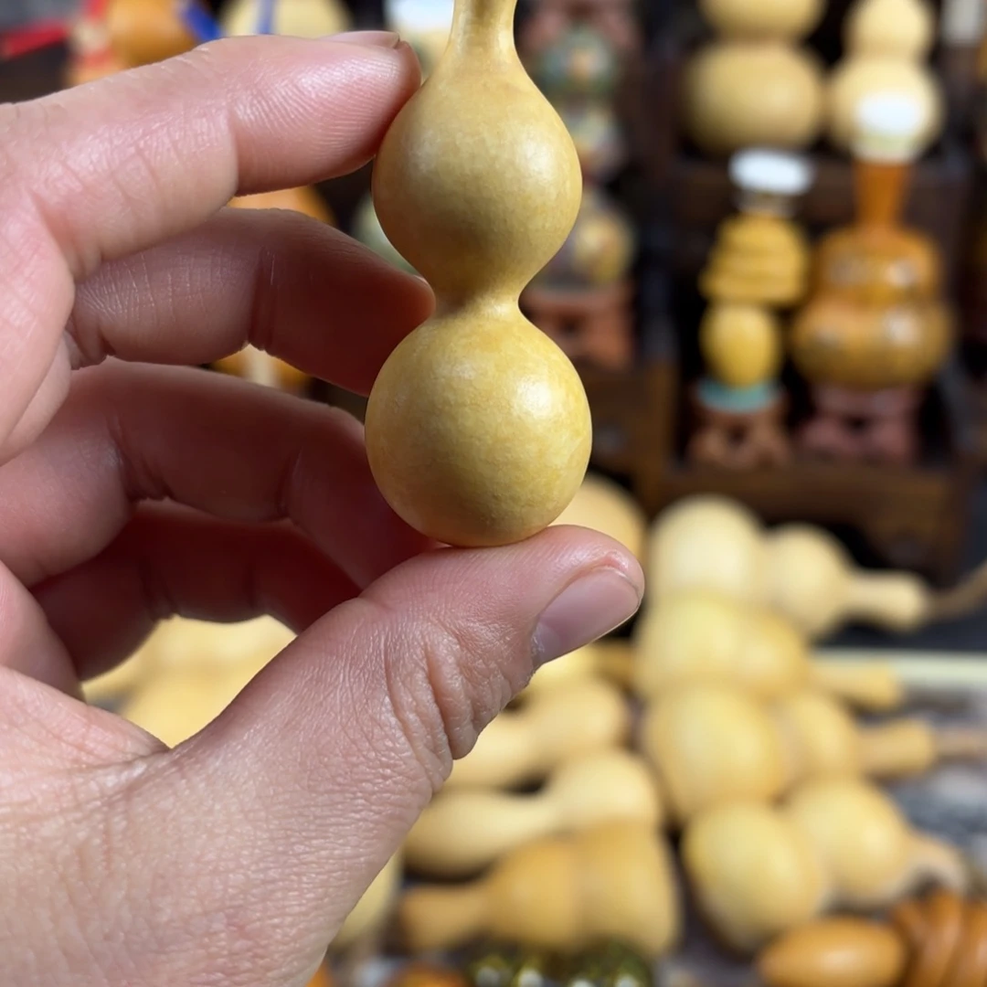 天津嘴花叶病绕指柔