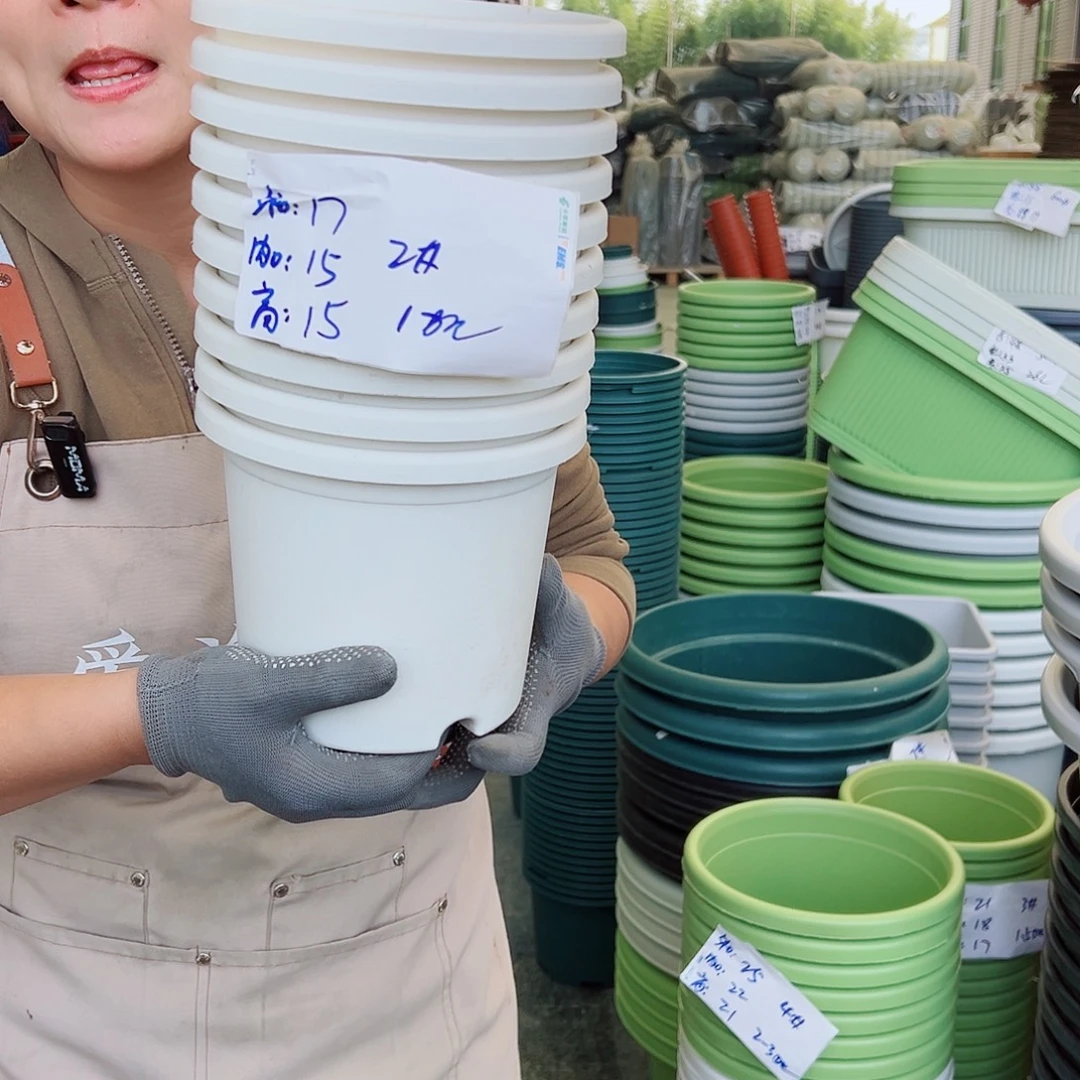 四季盆2#白色10个无托