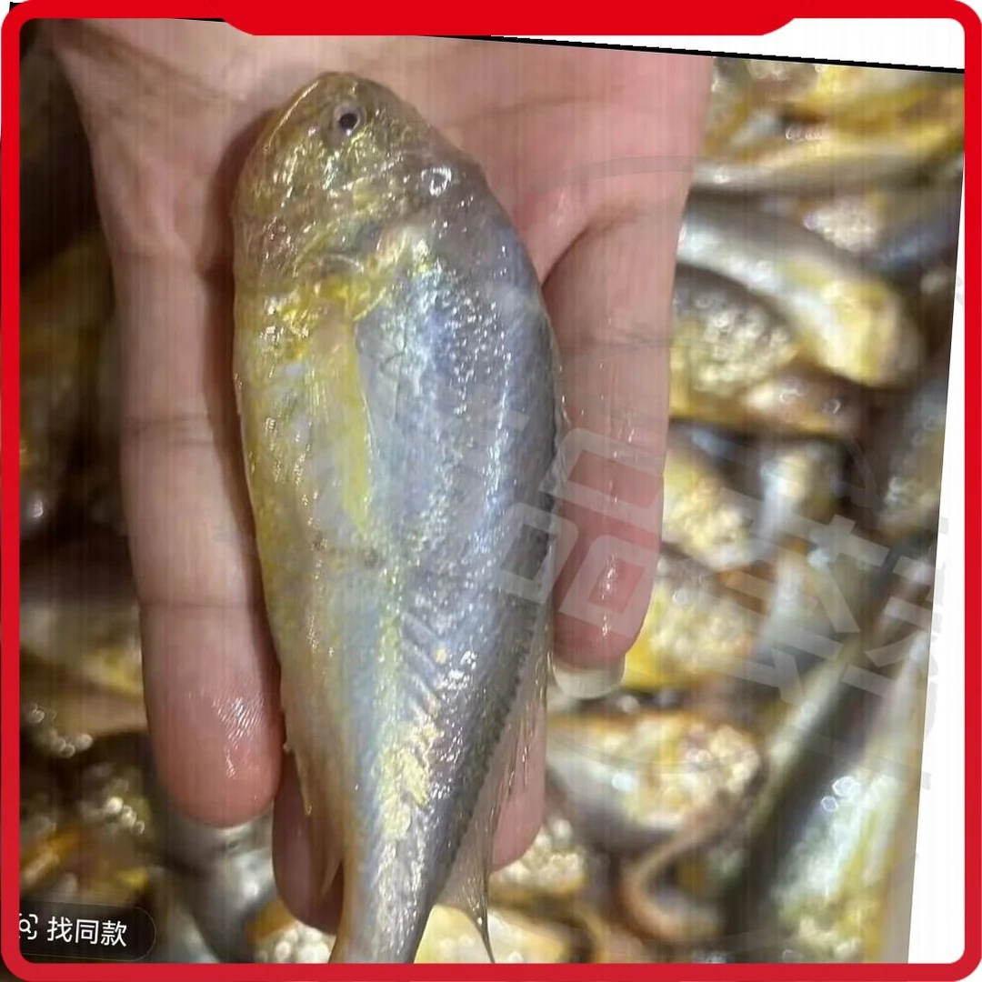 大头宝鱼新鲜深海海鱼梅子鱼小眼鱼海捕鲜活水产新鲜梅童鱼海捕