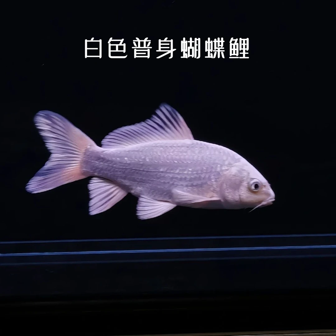 九鲤白色普身蝴蝶鲤鱼苗7-9公分三条，福利价出售，包邮包活