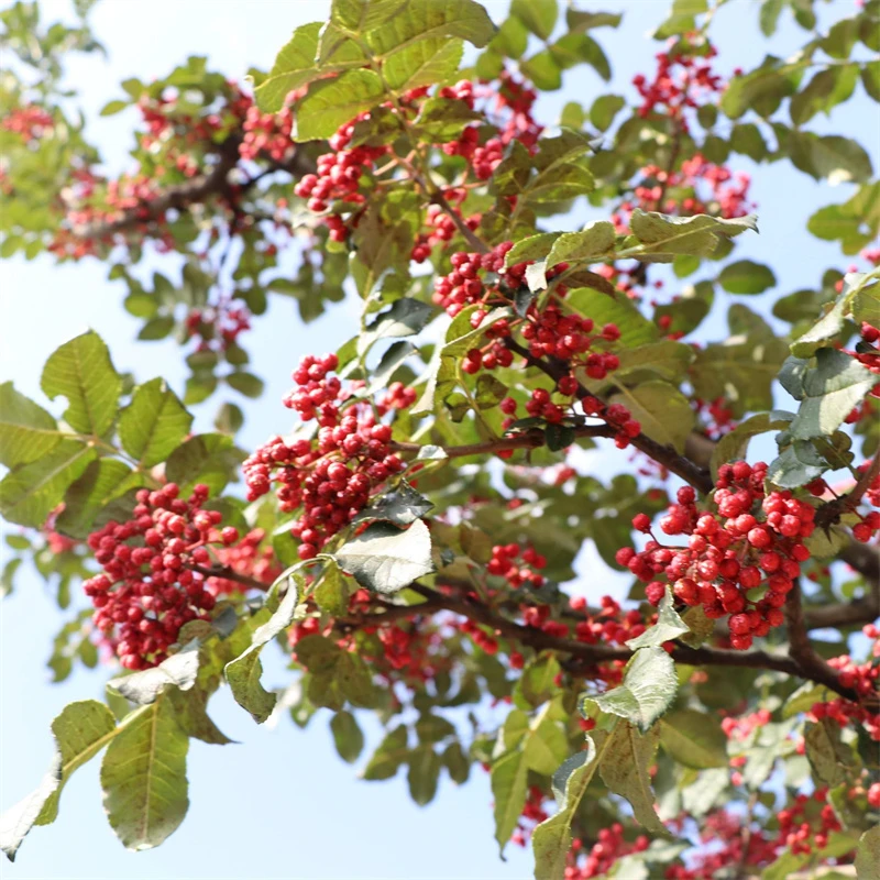 花椒苗红花椒苗花椒树红花椒树苗麻椒苗狮子头花椒