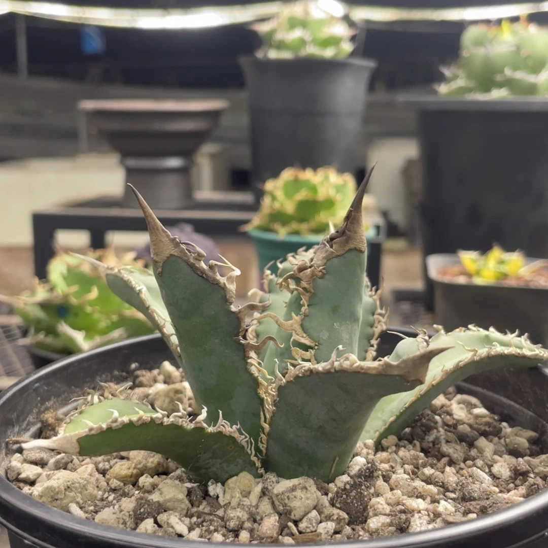 【闪购商品】䰧哥斯拉。