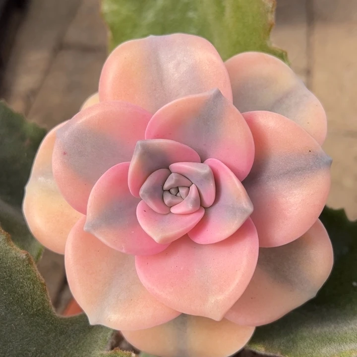 粉紫乐锦一物一拍锦龙