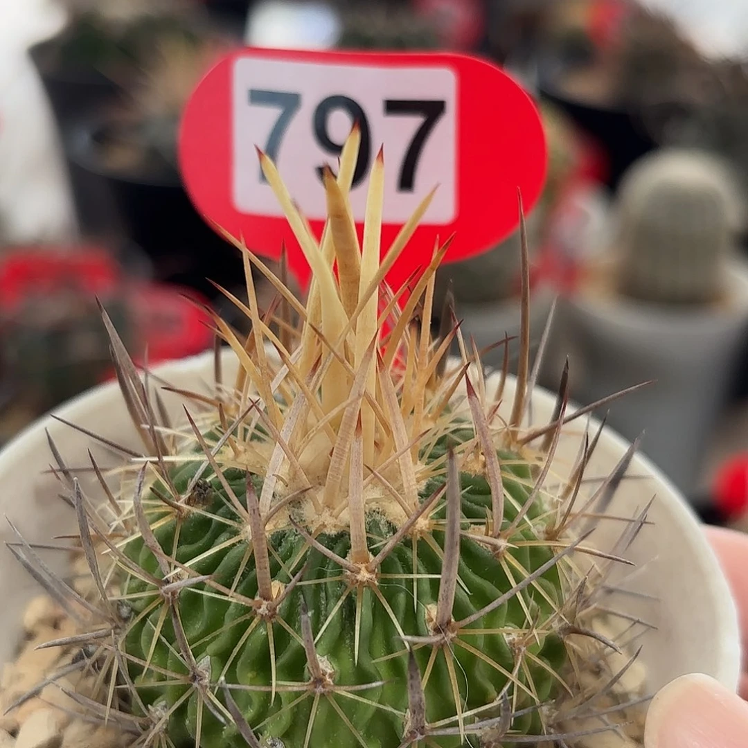 仙人球实生振武玉