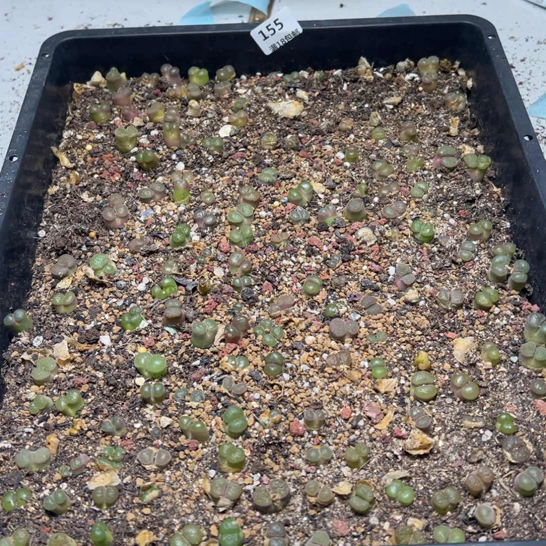 【闪购商品】瓜*155。